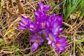 Purple crocus flower, growing from a green flower garden. The bright purple flower has small long leaves on the stem. The flower Royalty Free Stock Photo