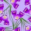 Purple Crocus Flower on Light Violet Background. Vector Illustration Royalty Free Stock Photo