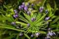Purple Crocus Flower Macro Closeup of spring garden plant