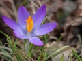 Purple crocus flower in a meadow Royalty Free Stock Photo