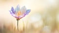 purple crocus flower in the meadow with bokeh Royalty Free Stock Photo