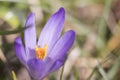 Purple crocus flower in a meadow during spring Royalty Free Stock Photo