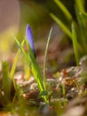 purple crocus flower in a meadow in spring Royalty Free Stock Photo