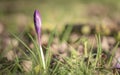 purple crocus flower in a meadow in spring Royalty Free Stock Photo