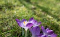 purple crocus flower in nature Royalty Free Stock Photo