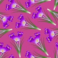 Purple Crocus Flower on Pink Background. Vector Illustration Royalty Free Stock Photo