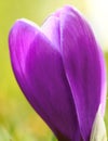 Purple crocus flower Royalty Free Stock Photo