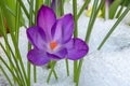 A Purple Crocus Flower in the Snow Royalty Free Stock Photo