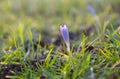 Purple crocus flower in spring Royalty Free Stock Photo