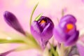 Purple crocus flower , spring flower crocus as a background Royalty Free Stock Photo