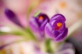 Purple crocus flower , spring flower crocus as a background Royalty Free Stock Photo