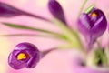 Purple crocus flower , spring flower crocus as a background Royalty Free Stock Photo