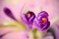 Purple crocus flower , spring flower crocus as a background Royalty Free Stock Photo