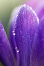 Purple crocus flower in the spring garden. Royalty Free Stock Photo