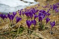 Purple crocus flower on the spring meadow Royalty Free Stock Photo