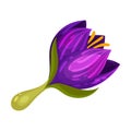 Purple Crocus Flower on Stalk Isolated on White Background Vector Illustration