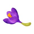 Purple Crocus Flower on Stalk Isolated on White Background Vector Illustration