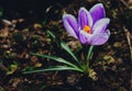 Purple Crocus flower. View of single blooming spring flower Royalty Free Stock Photo