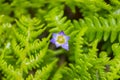 Purple crocus flower with water drops Royalty Free Stock Photo