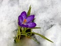 Purple crocus flower with water drops on white background of spring snow Royalty Free Stock Photo