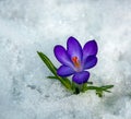 Purple crocus flower on white spring snow background Royalty Free Stock Photo