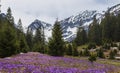 Purple crocus flowers and beautiful spring landscape in Fagaras mountains, Carpathians, Transylvania Royalty Free Stock Photo