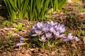 Purple crocus flowers in bloom Royalty Free Stock Photo