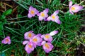 Purple crocus flowers bloom in spring Royalty Free Stock Photo