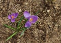 Purple crocus flowers bloomed in the garden