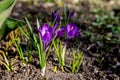 Purple Crocus Flowers Blooming on Soil in Early Spring Royalty Free Stock Photo