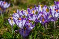 Purple crocus flowers blooming on spring meadow