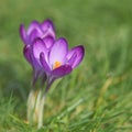 Purple Crocus Flowers with Blurred Background Royalty Free Stock Photo