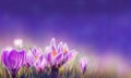 Purple Crocus flowers on blurred nature background banner ready Royalty Free Stock Photo