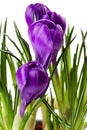 Purple Crocus flowers in closeup Royalty Free Stock Photo