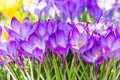 Purple crocus flowers Royalty Free Stock Photo