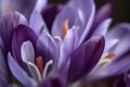 Purple crocus flowers closeup with orange stamens. Generate Ai