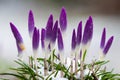 Purple Crocus flowers covered growing in a bed of snow and grass with a bokeh background. Royalty Free Stock Photo