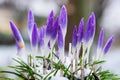 Purple Crocus flowers covered growing in a bed of snow and grass with a bokeh background. Royalty Free Stock Photo