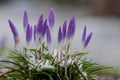 Purple Crocus flowers covered growing in a bed of snow and grass with a bokeh background. Royalty Free Stock Photo