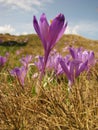 Purple crocus flowers, crocus heuffelianus in the spring meadow. Crocus tommasinianus