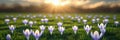 Purple crocus flowers in a field, illuminated by the warm light of the setting sun Royalty Free Stock Photo