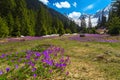 Purple crocus flowers on the forest glade, Carpathians, Romania Royalty Free Stock Photo