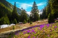 Purple crocus flowers in the forest glade, Fagaras mountains, Romania Royalty Free Stock Photo