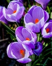Purple crocus flowers in full bloom in the spring time Royalty Free Stock Photo