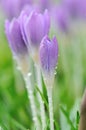 Purple Crocus Flowers in garden