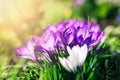 Purple crocus flowers in garden, awakening in spring to the warm gold rays of sunlight
