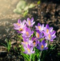 Purple crocus flowers in garden, awakening in spring to the warm gold rays of sunlight