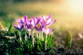 Purple crocus flowers in garden, awakening in spring to the warm gold rays of sunlight