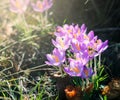 Purple crocus flowers in garden, awakening in spring to the warm gold rays of sunlight