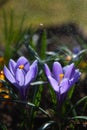 Purple crocus flowers in garden early spring with soft focus close-up. purple  flowers crocuses in drops of water at dawn in the s Royalty Free Stock Photo